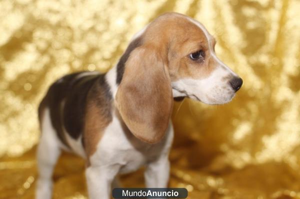 BEAGLES, perros, cachorros –GARANTIA AQUANATURA- criadero, venta.