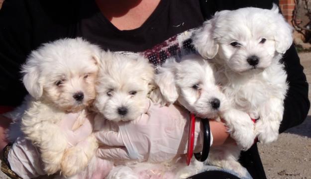 CACHORROS BICHON MALTES 300€