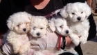 CACHORROS BICHON MALTES 300€ - mejor precio | unprecio.es