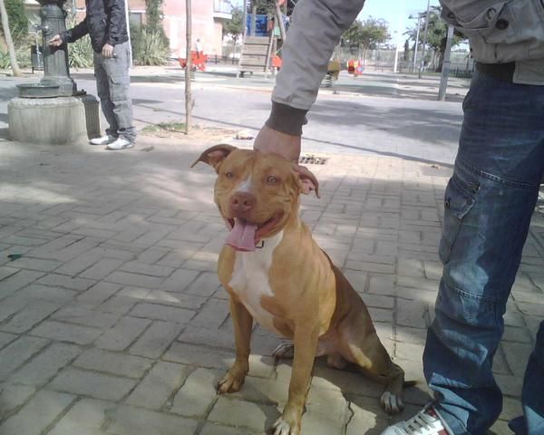 camada de american pitbull terrier red moise