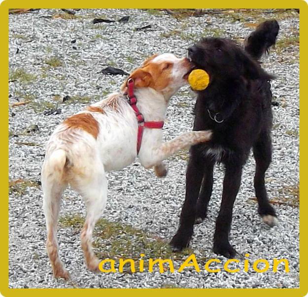 Estrella y Luna, dos preciosas perritas para adoptar.