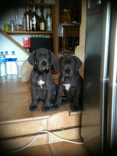 gran danes cachorros preciosos,azules o negros azulones,gigantes