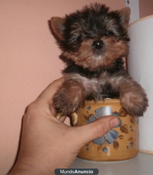 Miniatura Yorkshire Terrier,casi 3 meses,toy