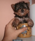 Miniatura Yorkshire Terrier,casi 3 meses,toy - mejor precio | unprecio.es