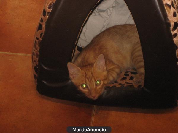 SE REGALALA GATITO URGENTE TENGO ALERGIA Y NO PUEDO CUIDARLE