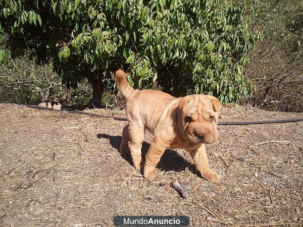 Shar peis - cachorro