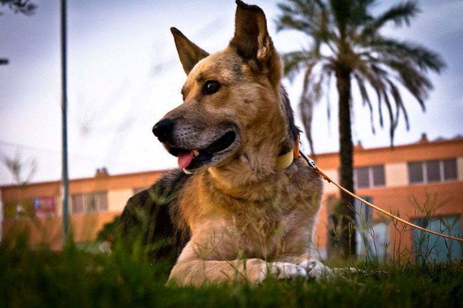 Dalí, cruce de p.aleman en adopción