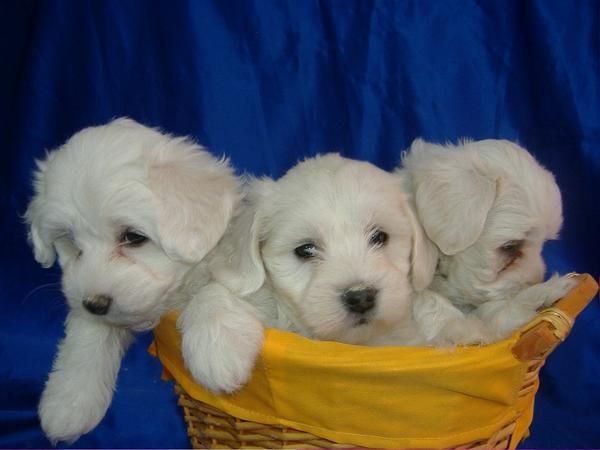 Cachorritos de BICHON MALTES de PURA RAZA 550   - Pedigri -