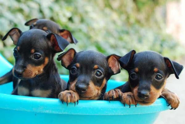 Cachorros de Mini pincher, ¡Regala vida estas fiestas