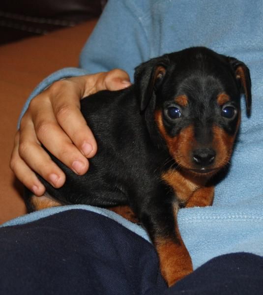 Cachorros de MINI PINSCHER con pedigree de la RSCE