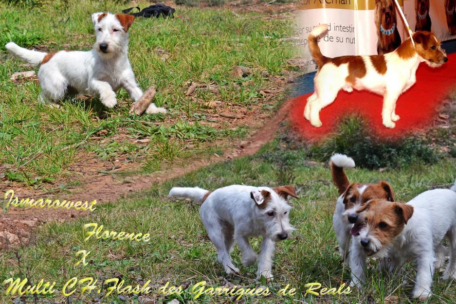 Cachorros Jack Russell de linea australiana