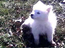 Dios envió a samoyedo cachorro