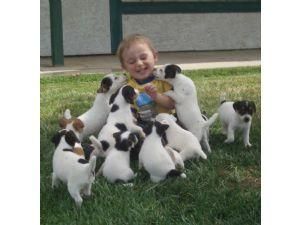 Jack Russell Terrier adopción libre ahora!