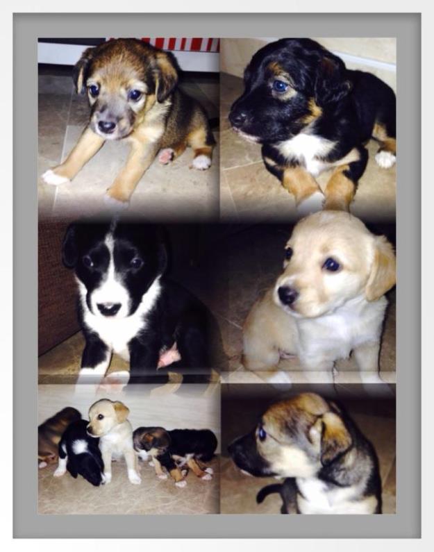 Se dan en adopcion de 1 a 4 preciosos cachorritos