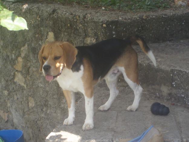 SE OFRECE MACHO BEAGLE PARA MONTAS