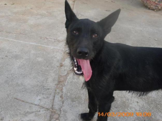 Tanti, podenquito precioso en adopcion (Sevilla)