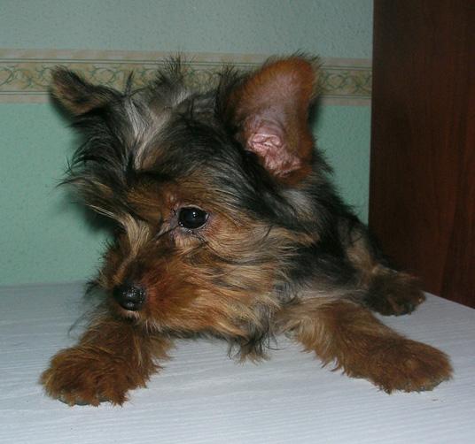 Yorkshire Terrier