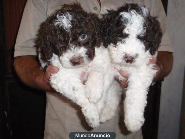 CAMADA PERROS DE AGUA ESPAÑOL 170€ TRANSPORTES PAGADOS