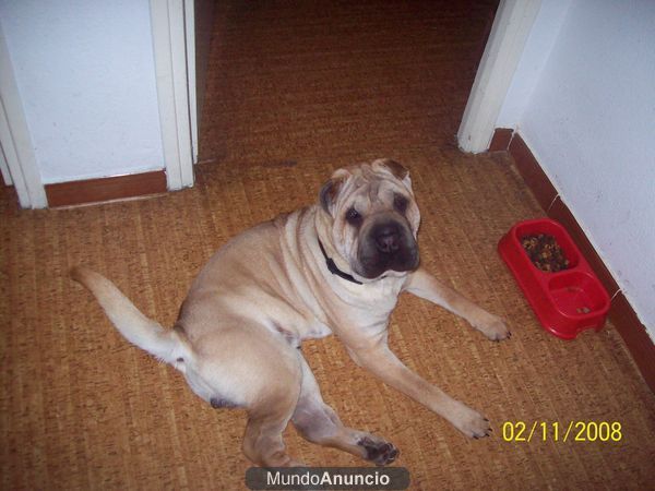 busco sharpei hembra en valladolid