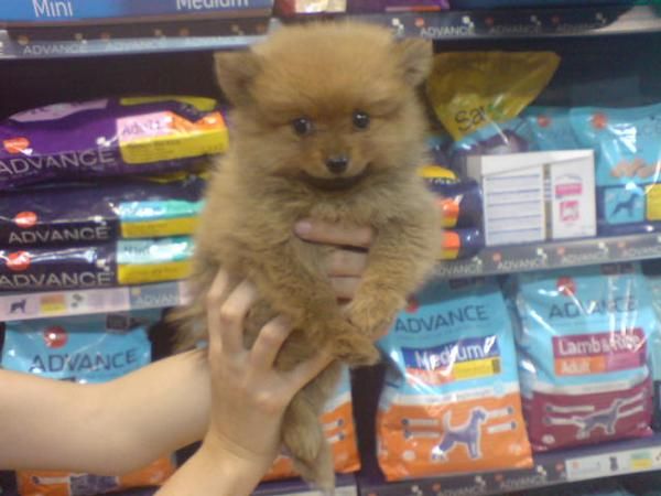 CACHORRO DE POMERANIA MACHO, 500 EUROS