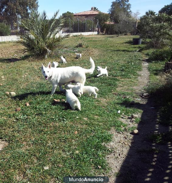 Cachorros Pator Blanco Suizo