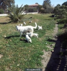 Cachorros Pator Blanco Suizo - mejor precio | unprecio.es