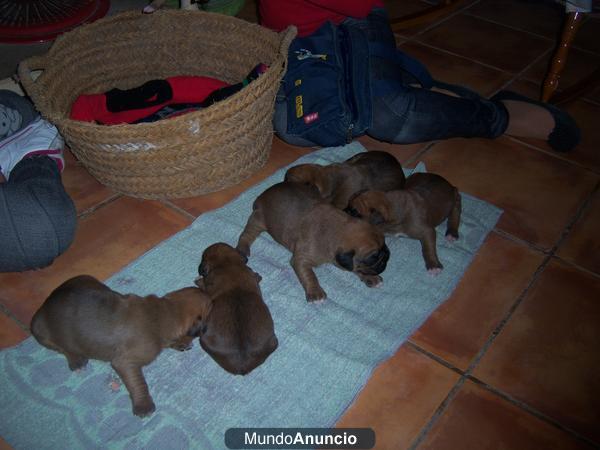 CAMADA DE BOXER DE PURA RAZA