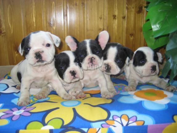 Excelente camada bulldog frances 200 euros