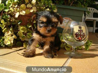 LINDOS YORKSHIRE TERRIER MACHO Y HEMBRAS 400E