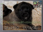 MALINOIS CACHORROS RCI 3 - mejor precio | unprecio.es