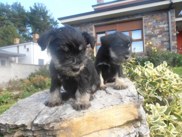 Ultimos cachorritos de Schnauzer miniatura