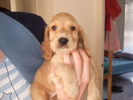 VENTA CACHORROS COCKER SPANIEL