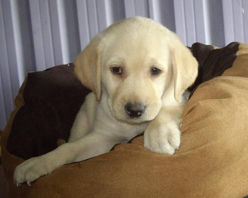 ¡IMPRESIONANTES CACHORROS DE LABRADOR Y GOLDEN RETRIEVER !