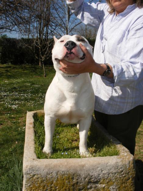 American staffordshire terrier cachorros