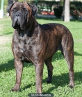 bullmastiff - mejor precio | unprecio.es