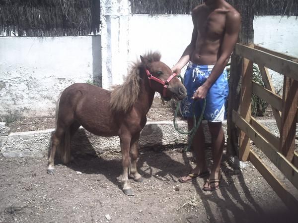 caballo enano o minishetlan 400eu