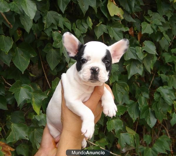 Cachorritos de Bulldog Frances en Color Blanco y Negro