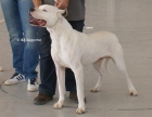 Cachorros de Dogo Argentino de Xágorne - mejor precio | unprecio.es