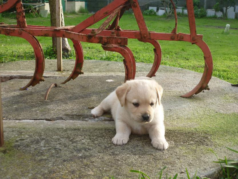 Cachorros Labrador Retriever