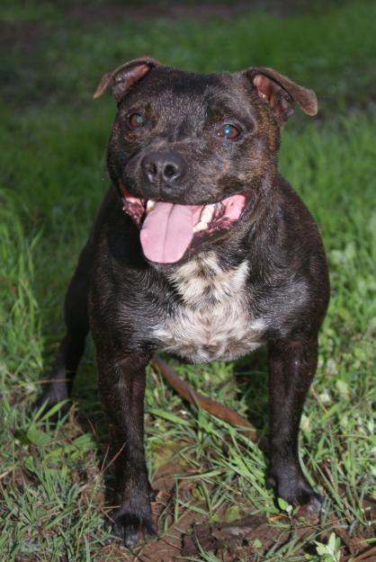 camada stafford shirebullterrier