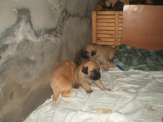 Preciosos cachorros buscan familia!!