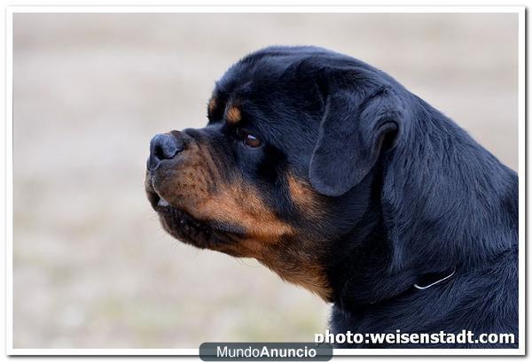 rottweiler camada de exposicion