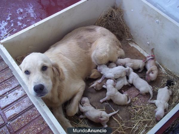 Se venden cachorros golden retriever puros