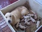 Se venden cachorros golden retriever puros - mejor precio | unprecio.es