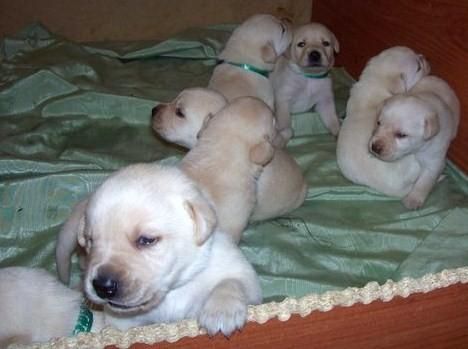 se venden cachorros labrador retriever, LOE, pedigree