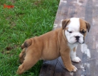 PRECIOSA CAMADA DE BULLDOG INGLÉS - mejor precio | unprecio.es