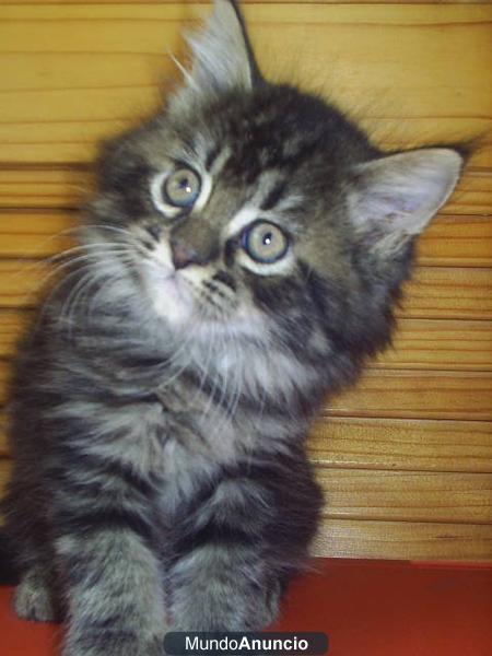 Cachorro de Maine Coon