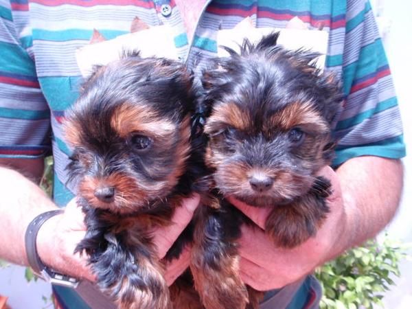 CAMADA YORKSHIRE TERRIER MINIS 330E TRANSPORTES INCLUIDOS