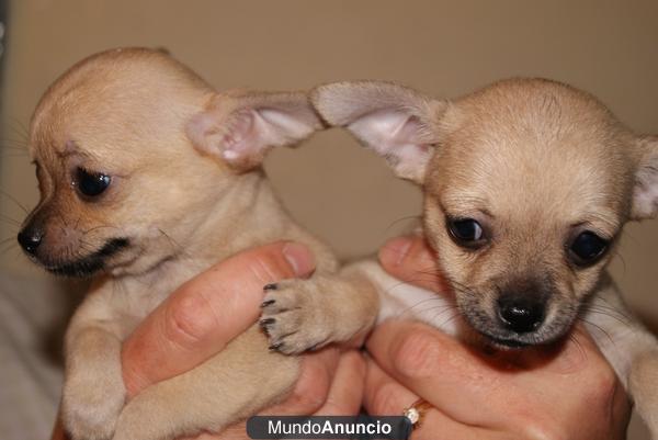 chihuahua chiguagua