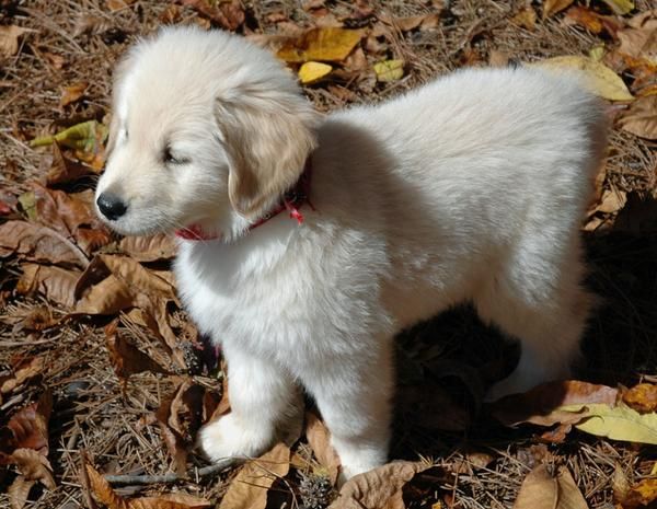 gran Golden Retriever cachorro de espera de un buen hogar.--